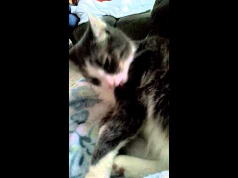 My cat Stitch licking himself in a funny way