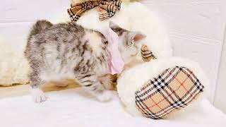 スコティッシュストレートの動画01