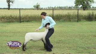 Teaching Show Sheep to Brace