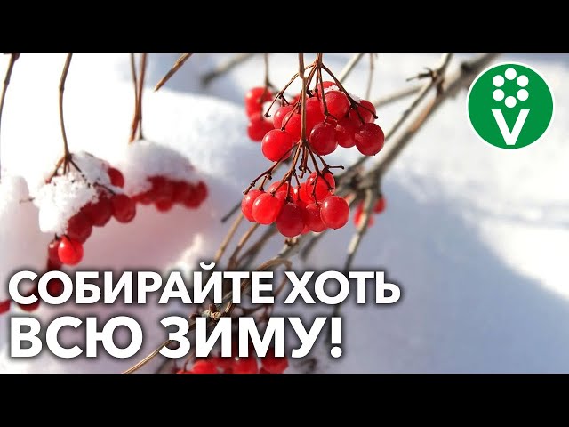 КАЛИНА КРАСНАЯ: как заготовить и применять этот ЦЕЛЕБНЫЙ ДАР ПРИРОДЫ