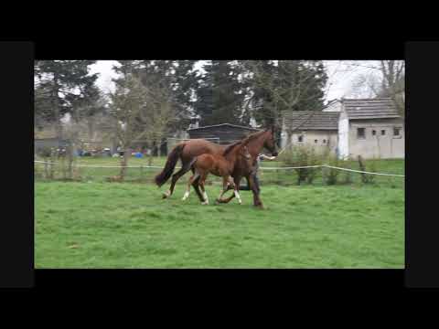 Hengstfohlen v. Escolar x Vitalis