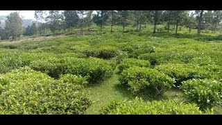  Residential Plot for Sale in Ketti, Nilgiris