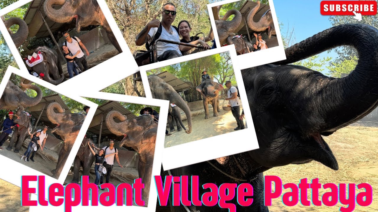 Embark on an immersive virtual journey through Pattaya's Elephant Village.