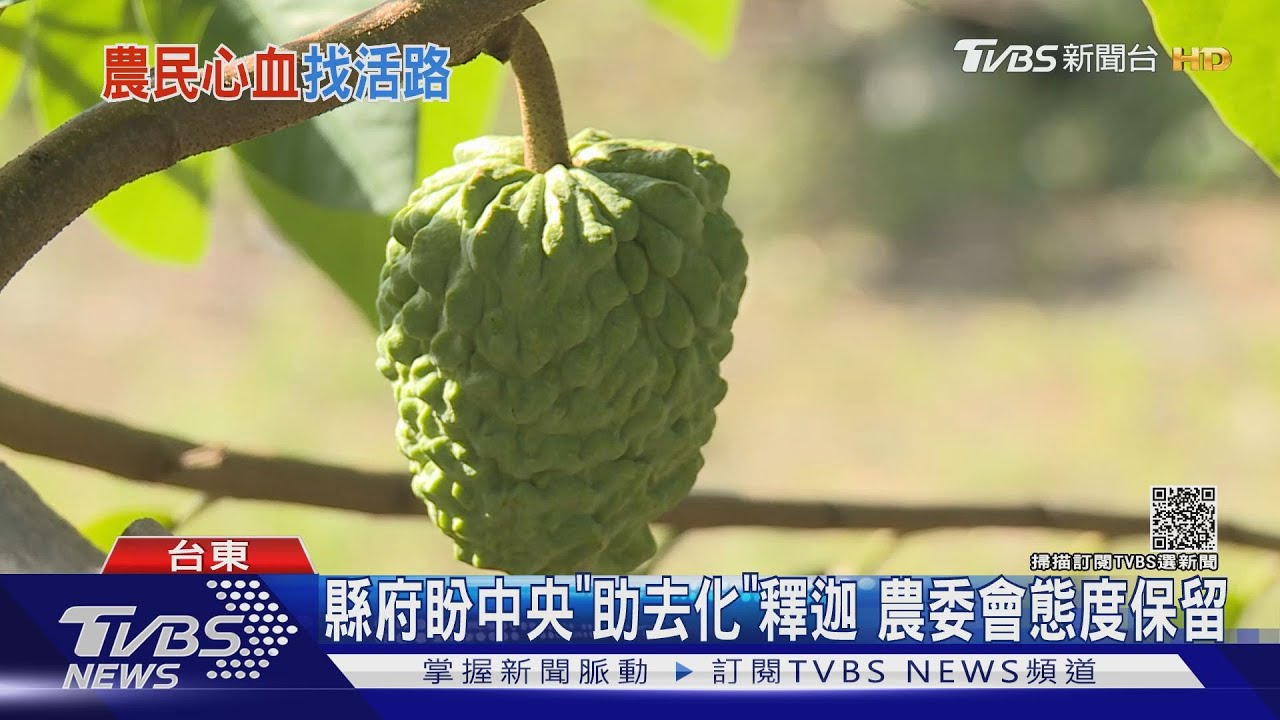 縣府盼中央「助去化」釋迦　農委會態度保留