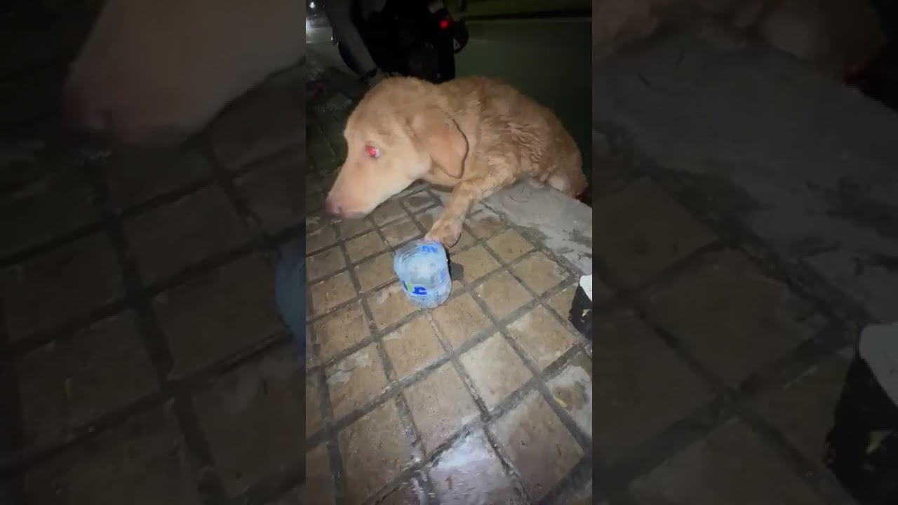 Saran video