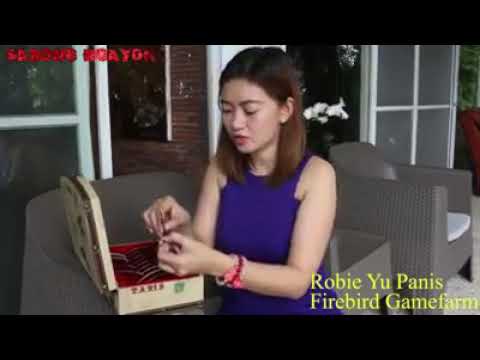 Robie yu panis of firebird gamefarm the lady gaffer