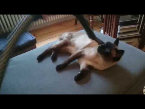 Katze genießt Staubsauger cat enjoys vacuum cleaner