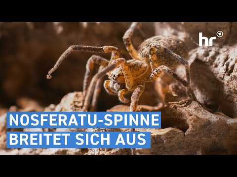 Even in winter: risks from invasive species and native wild species | everything you need to know