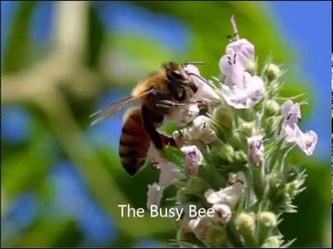 The Busy Bee Song