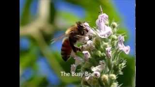 The Busy Bee Song