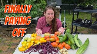 If I Donโt Harvest Today, I Lose It All