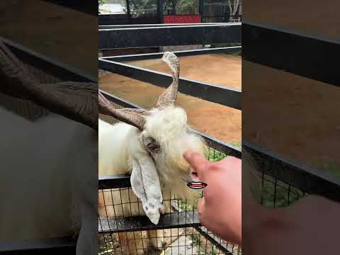 Animal mind voice 😂 Tamil follow for more @hopewings