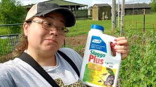 Pill Bug Population Control | Trying Sluggo Plus