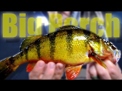 Early Ice Jumbo Perch (2018)
