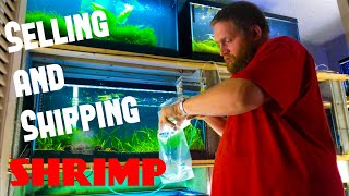 Selling and Shipping Shrimp