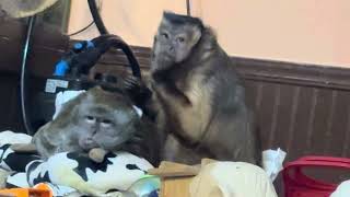 ASMR Grooming Monkeys Abby Louise and Gunner Boeh