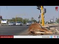 STRAY CATTLE