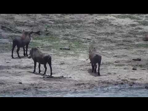 Djuma: Three Warthogs having a quick wallow at the dam - 17:34 - 11/14/21