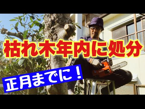 枯れ木を保管する理由 メリット デメリット 生きた木が雨を呼び込む エアフィルター