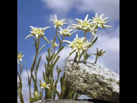 download lagu mp3 mp4 Edelweiss Lyrics Deutsch, download lagu Edelweiss Lyrics Deutsch gratis, unduh video klip Edelweiss Lyrics Deutsch