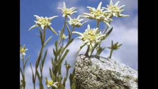 Edelweiss (german/english) with lyric