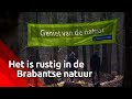 Rust in het Brabantse bos