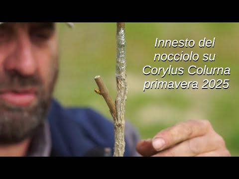 grafting hazelnut on corylus colurna, spring 2025