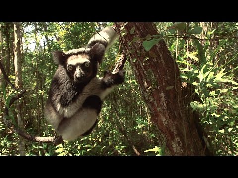 Five Special Things About Indri - Island of Lemurs: Madagascar Featurette