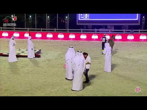 N.78 AL ARYAM BOROOQ - UAE National Championship 2020 - Fillies 2 Years Old (Class 2B)