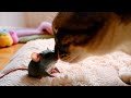 Cat Kisses A Mouse Unlikely Friendship