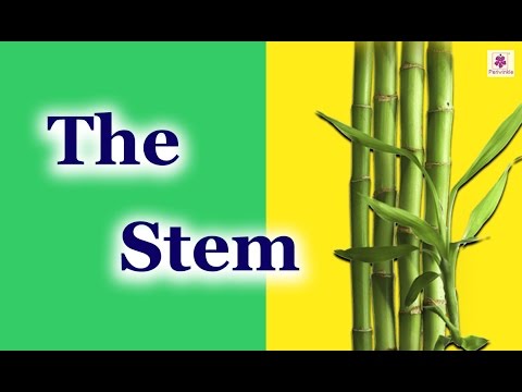 download lagu mp3 mp4 Stem We Eat As Food, download lagu Stem We Eat As Food gratis, unduh video klip Stem We Eat As Food