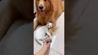 Amazing Videos Amazing pets| #pets #petlover #doglover #catlover #shorts #viral #short #shortvideo