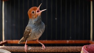 Download lagu Suara Pikat Dan Masteran Prenjak Kepala Merah Gacor sekali mp3