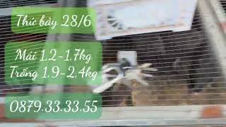 Thứ bảy 28/06