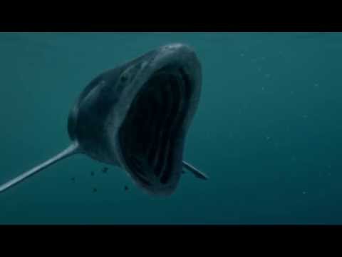 The Biggest Fish to Ever Swim the Seas