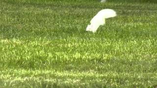 Albino Squirrel - Penacook, NH