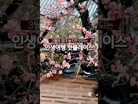 3월 절대 놓치면 안되는 특별한 축제에 초대합니다#대한민국 4대매화#3월29~30일 선매향축제 #장성군#백양사