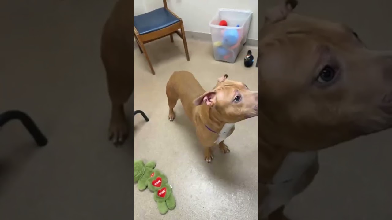 Enlarge Nala-Ball of fun, a ADOPTABLE mixed breed in Oshkosh, WI video 6/6