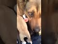  Sin determinar - dog cries real tears when puppies rescued