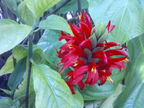 , title : 'jacobinia carnea / bunga lilin merah'