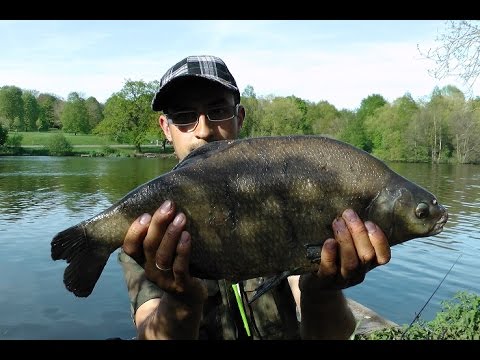 Wielkie Leszcze Grunt i Spławik . Jak złowić Leszcza spławik grunt 20.05.2015