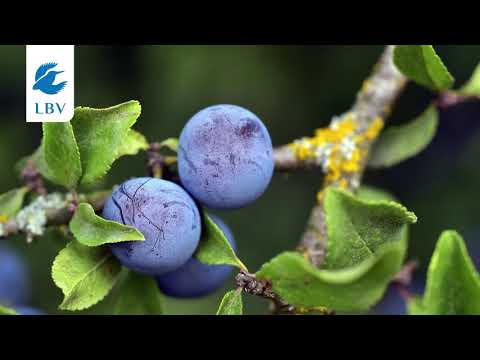 Hecken im Portrait: Die Schlehe