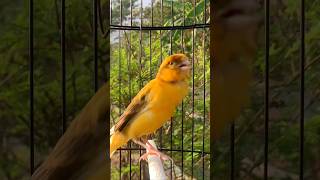 Download lagu Kenari gacor emosi #kenari #kenarigacor #canary #canarias #canario #birds #shorts #shorts mp3