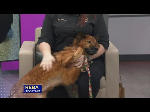 3 Plus Your Pets- East Ridge Animal Shelter - YouTube