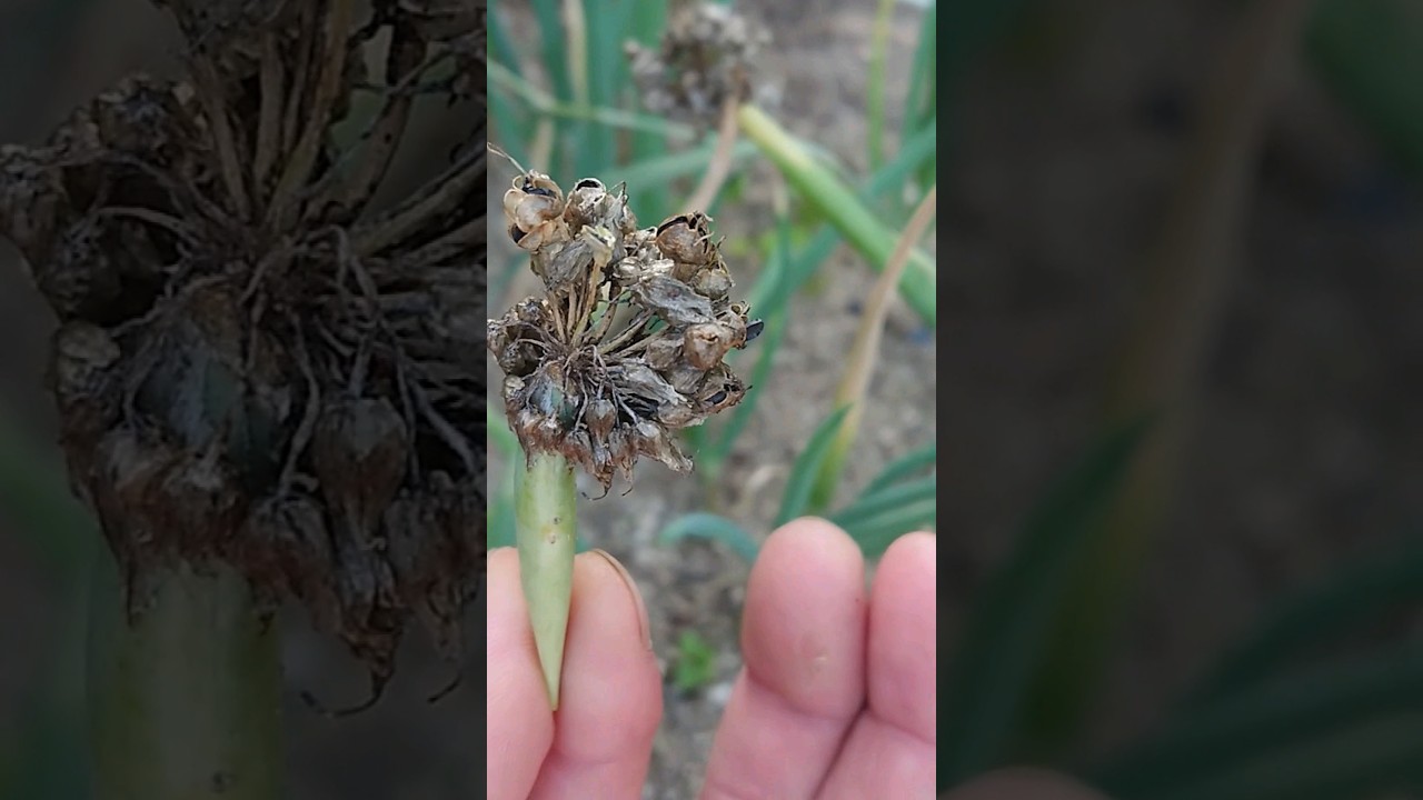 「家庭菜園」ネギ坊主から種を採り新しいネギを育てる方法　#shorts #家庭菜園 #簡単