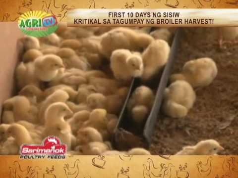 Bomba para sa nasusunog taba inumin Alisin cellulite mula sa mga binti at puwit sa bahay