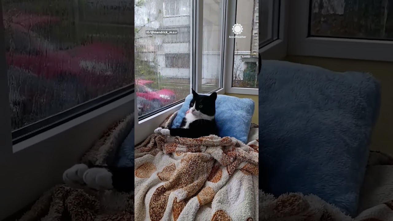 This is what National Pet Day dreams are made of 🌧️