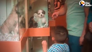 This Is Where Pet Store Puppies Come From | The Dodo