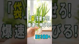 ネギの再生栽培、まだそのまま置いてる？成長スピードが激変する驚きの裏技