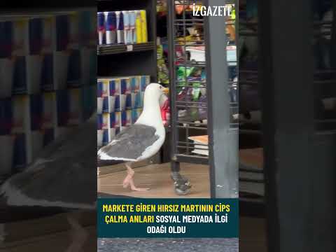 Markete Giren Hırsız Martının Cips Çalma Anları Sosyal Medyada İlgi Odağı Oldu